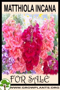 Matthiola incana for sale