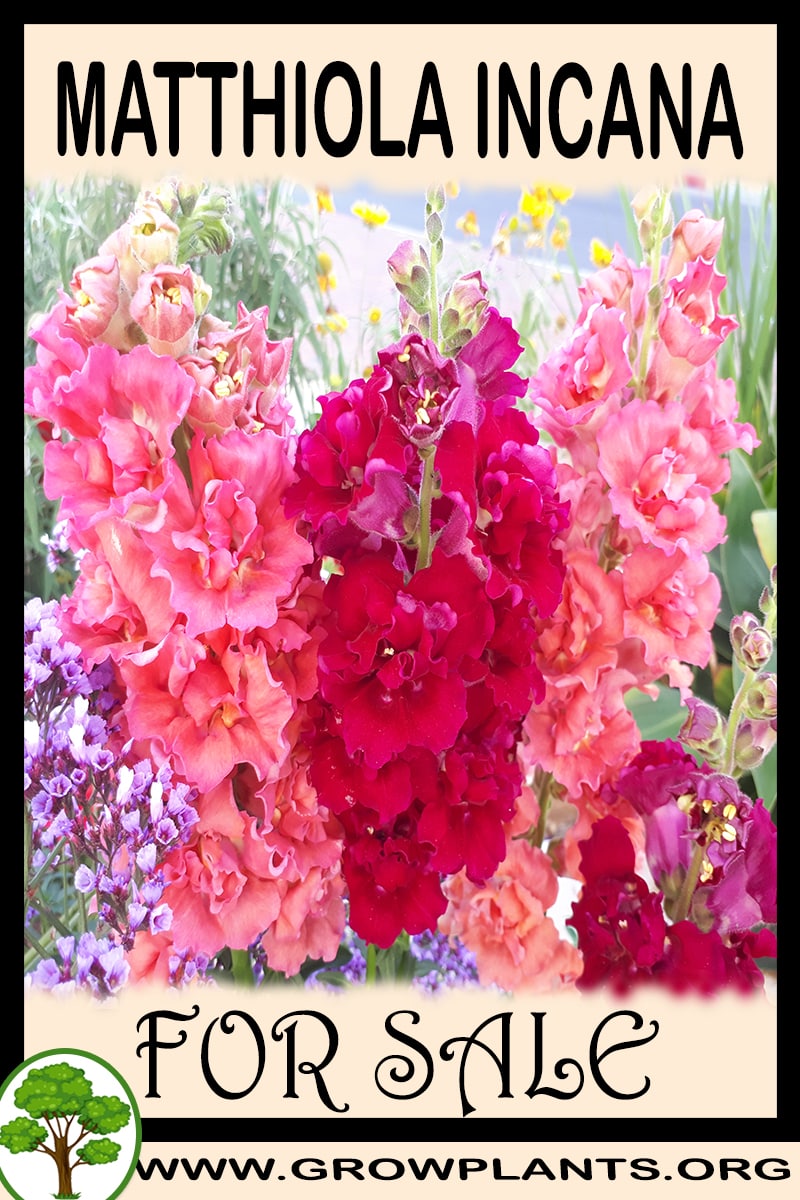 Matthiola incana