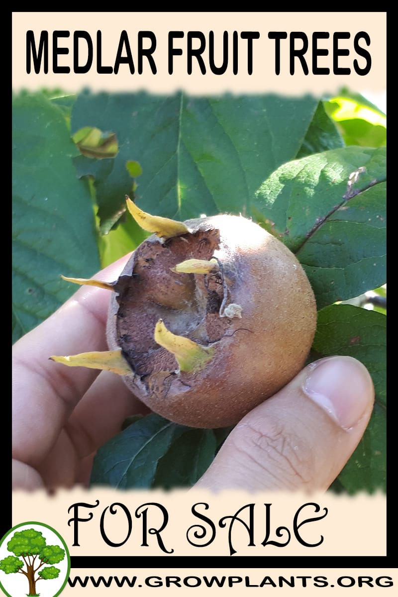 Medlar fruit trees