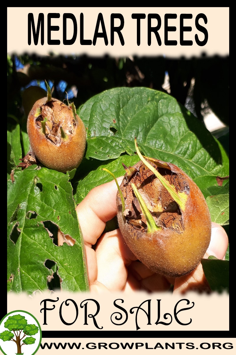 Medlar trees