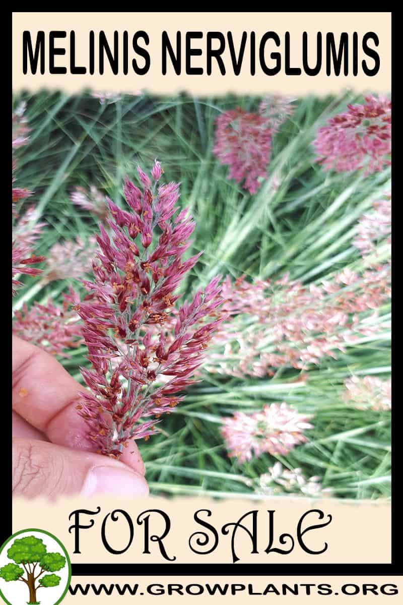 Melinis nerviglumis