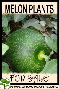 Melon plants for sale