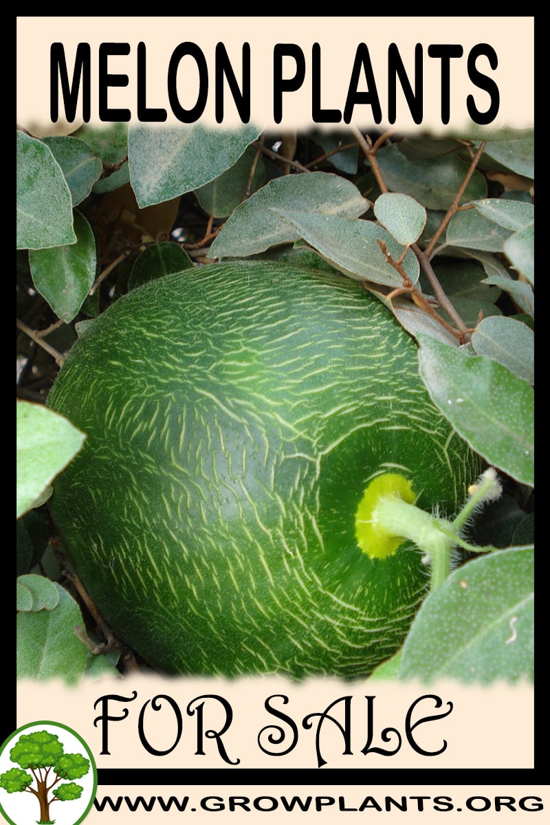 Melon plants
