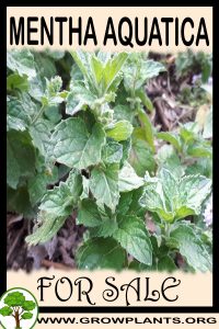 Mentha aquatica for sale