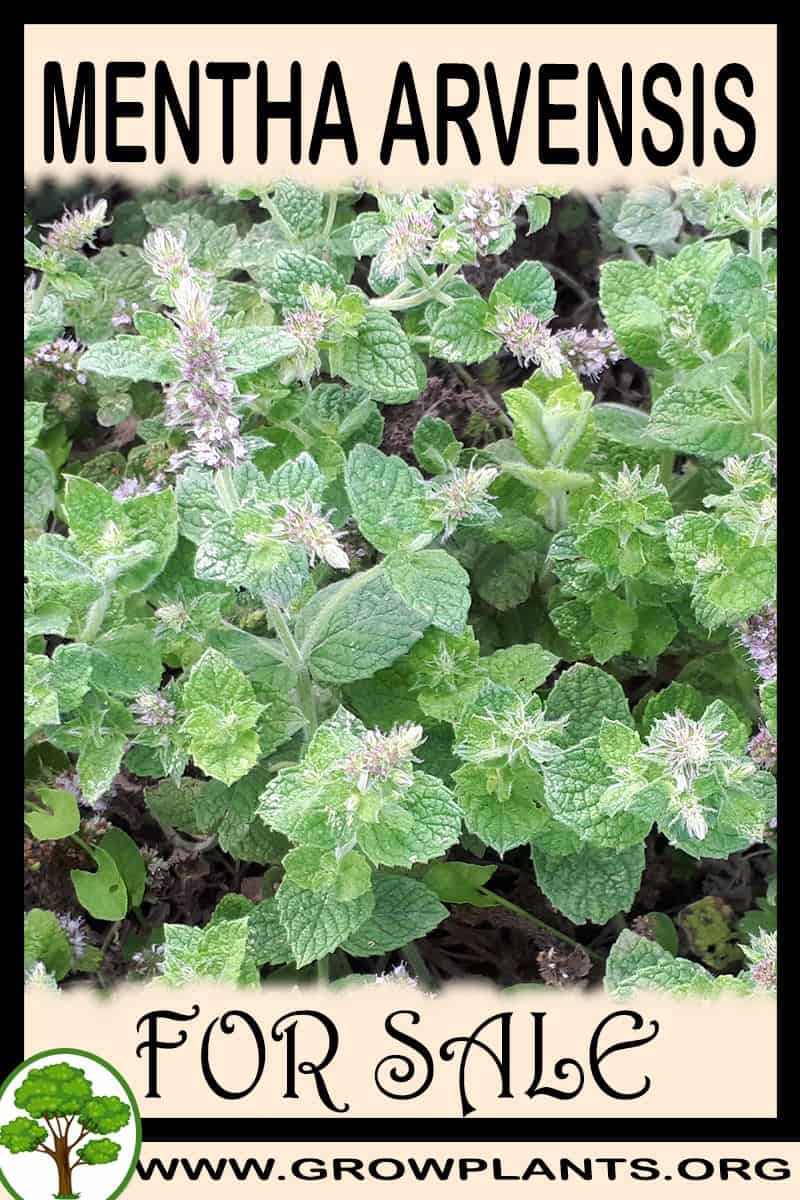 Mentha arvensis