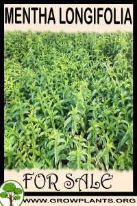 Mentha longifolia for sale