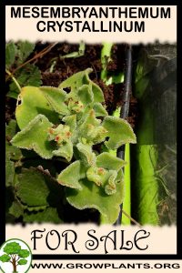 Mesembryanthemum crystallinum for sale