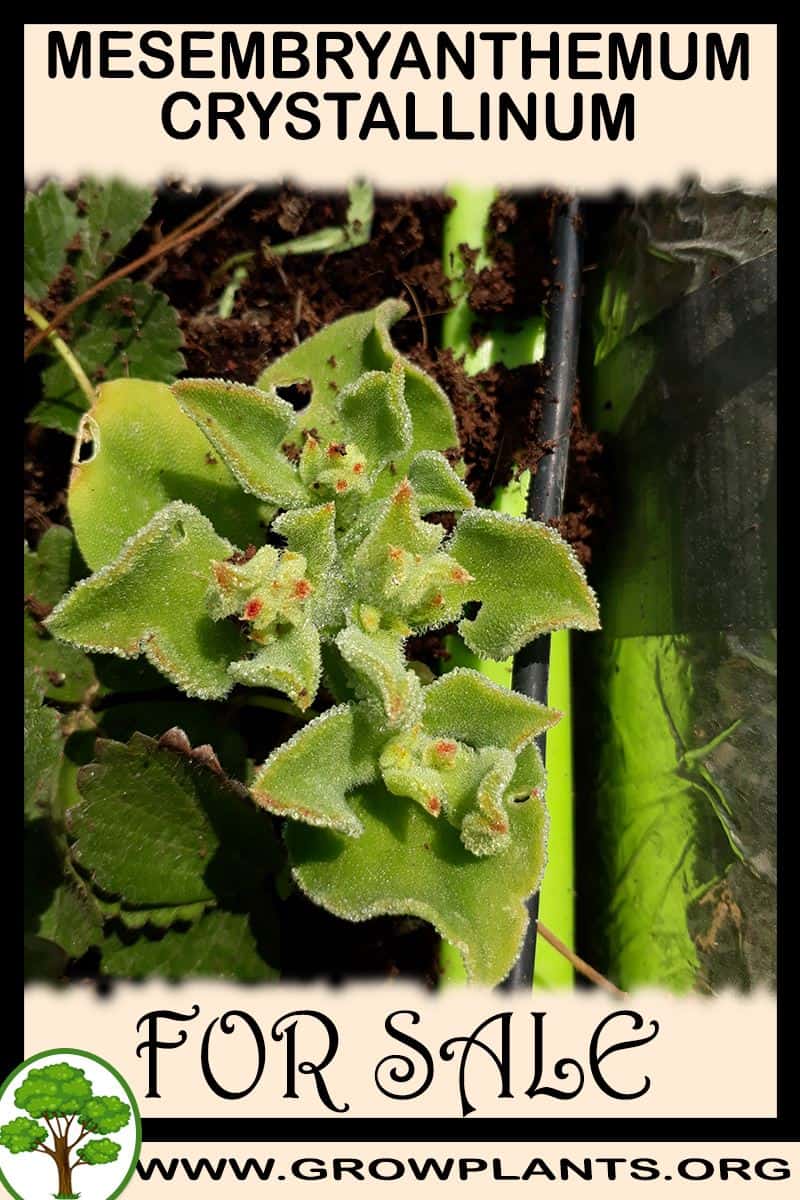 Mesembryanthemum crystallinum