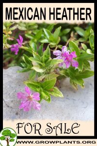 Mexican heather for sale