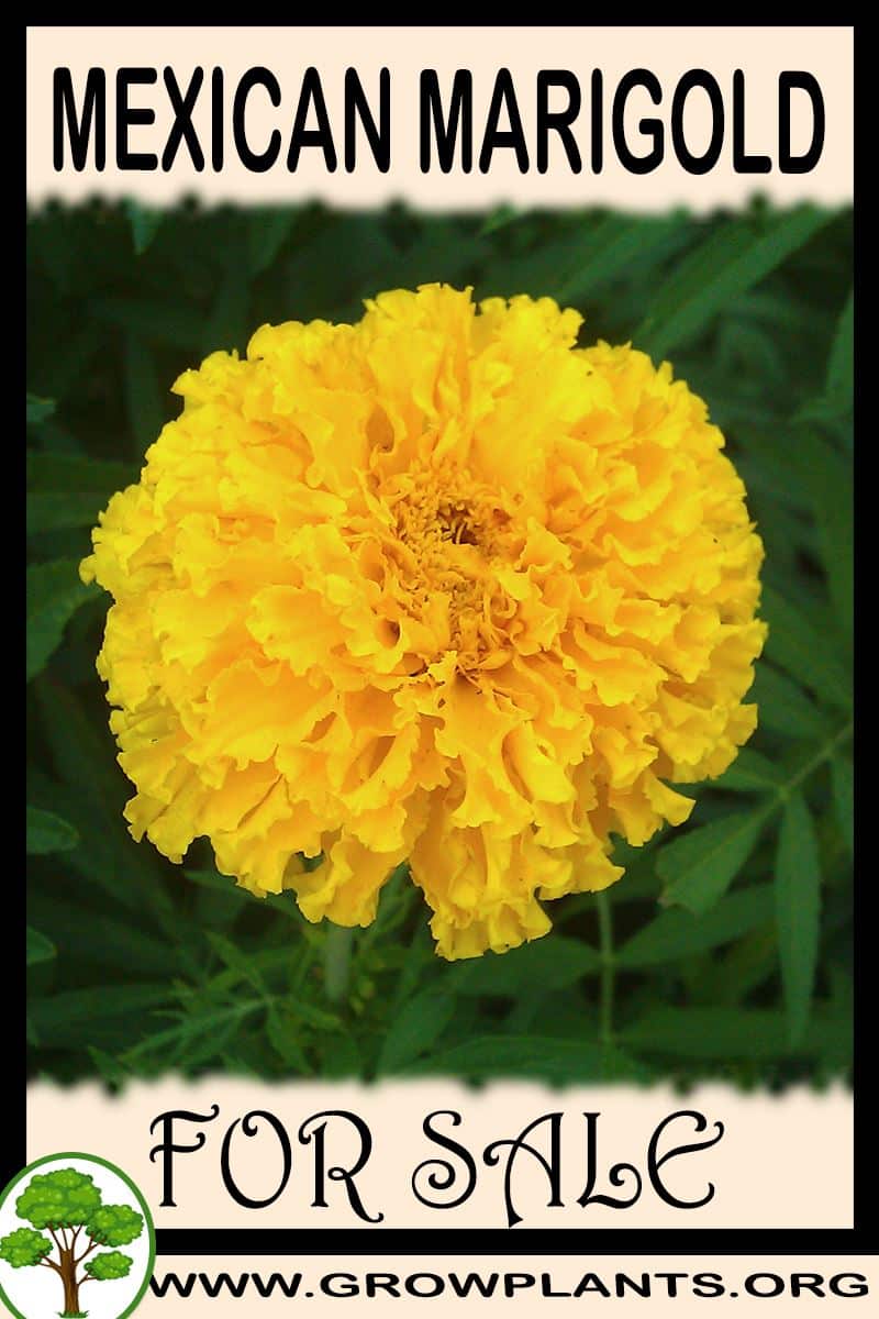 Mexican marigold