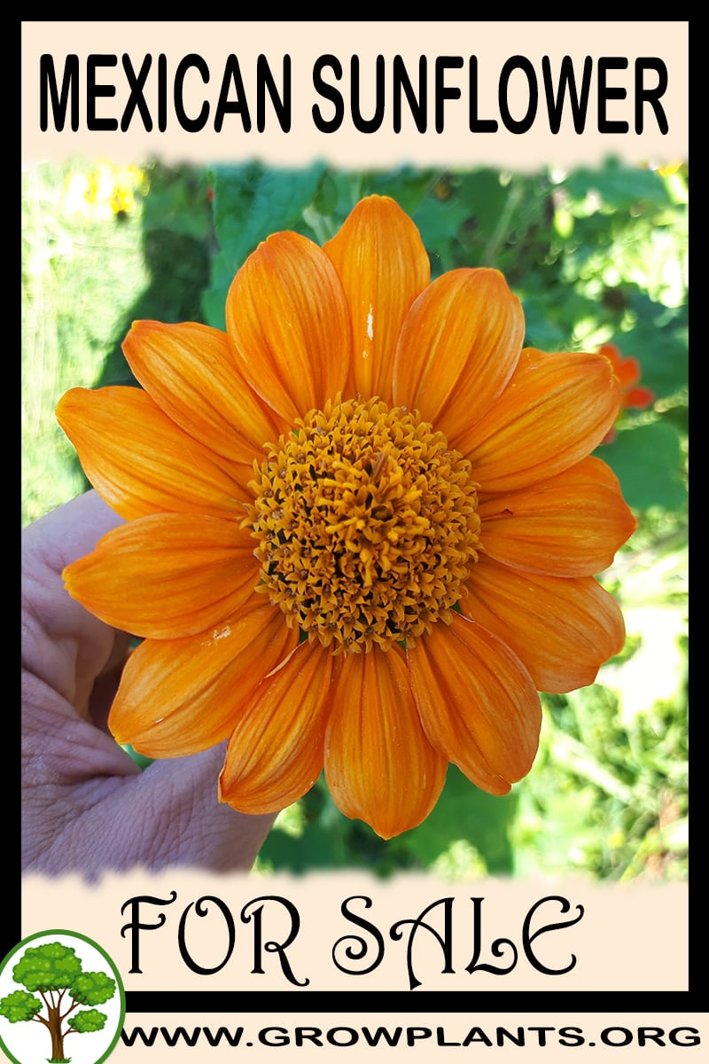 Mexican sunflower