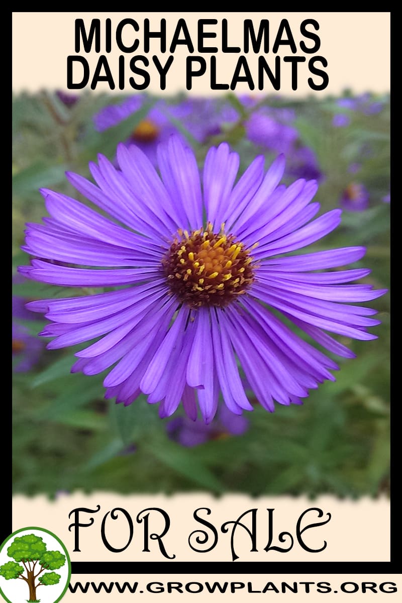 Michaelmas daisy plants