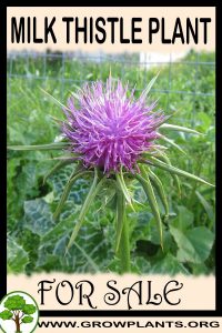 Milk thistle plant for sale