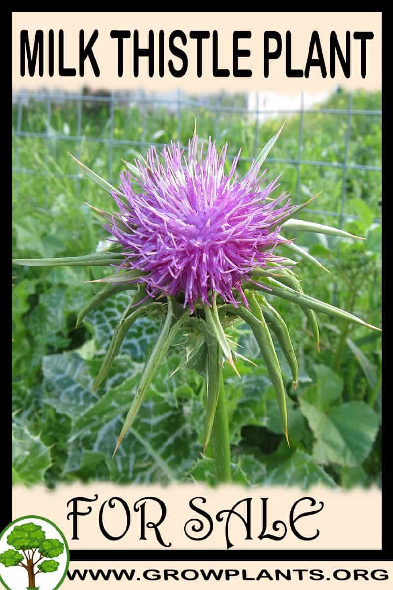 Milk thistle