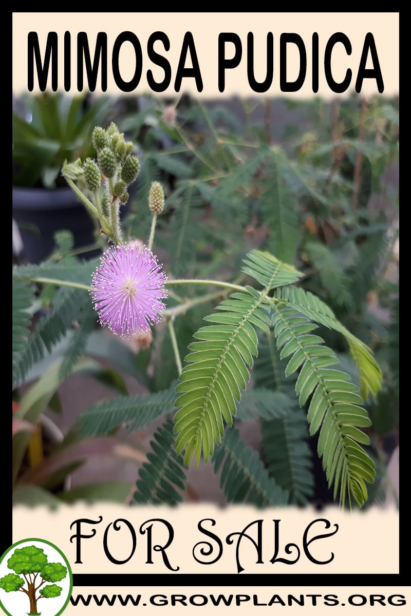 Mimosa pudica