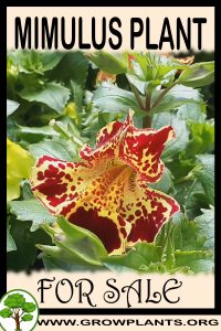 Mimulus plants for sale