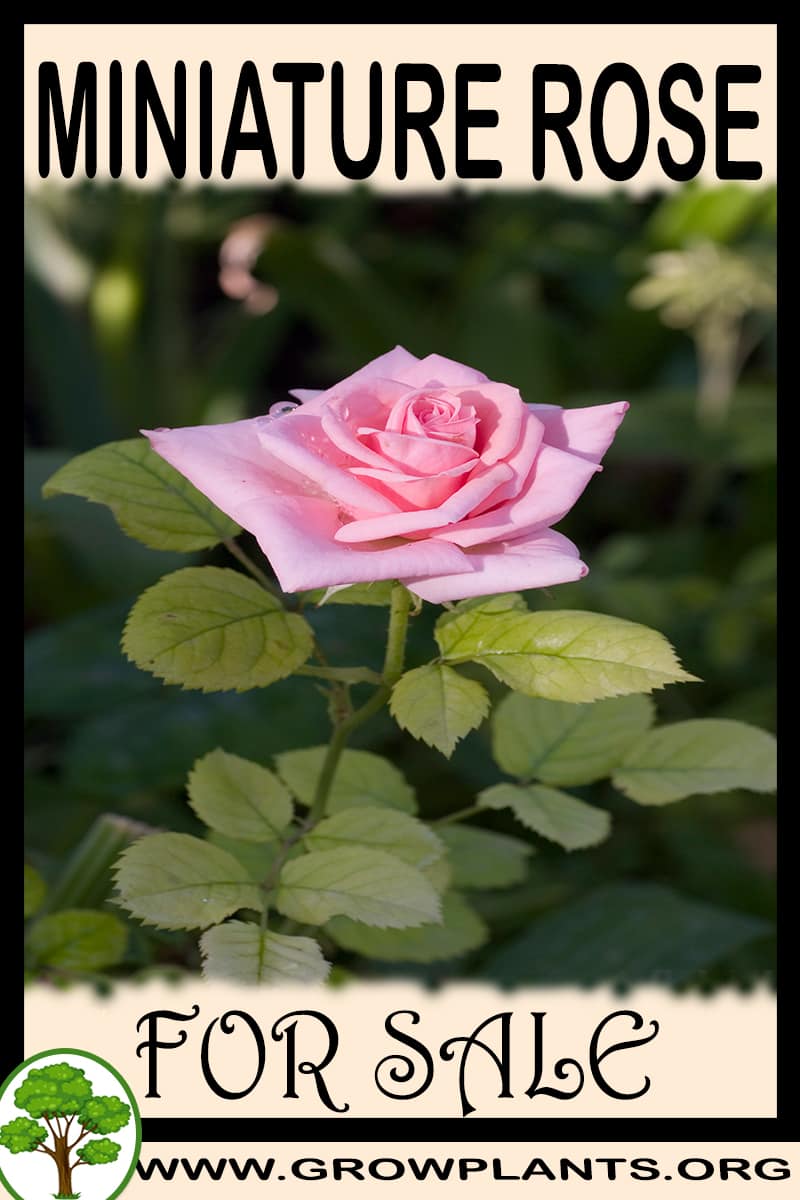 Miniature rose