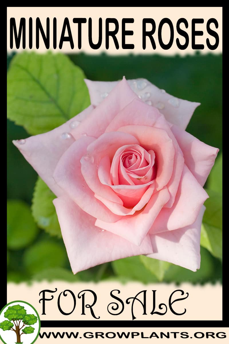 Miniature roses
