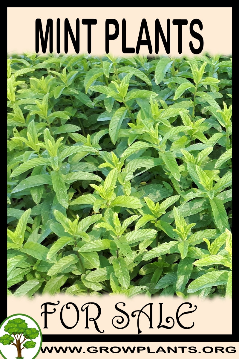 Mint plants