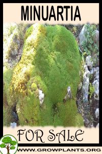 Minuartia for sale