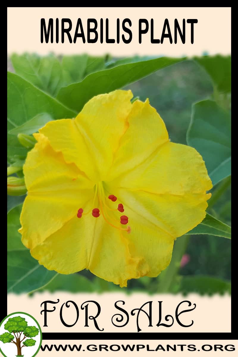 Mirabilis