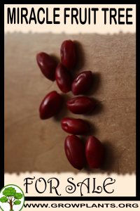 Miracle fruit for sale