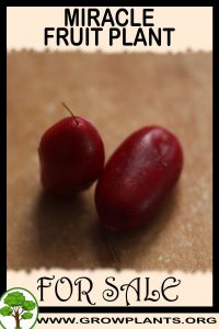 Miracle fruit plant for sale