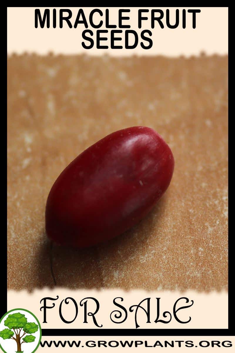 Miracle fruit