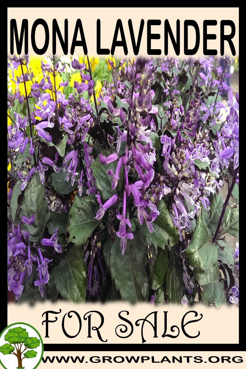 Mona lavender