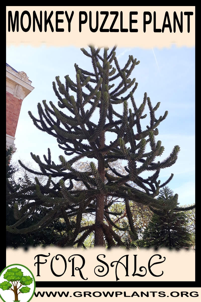 Monkey puzzle