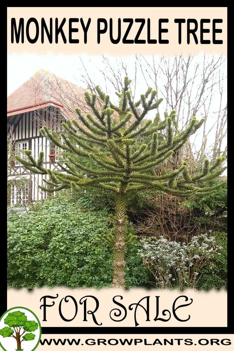 Monkey puzzle tree