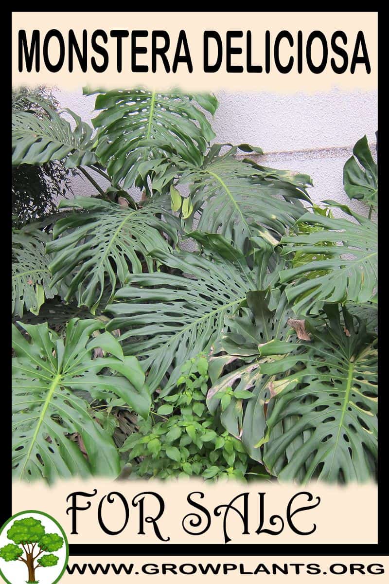Monstera deliciosa
