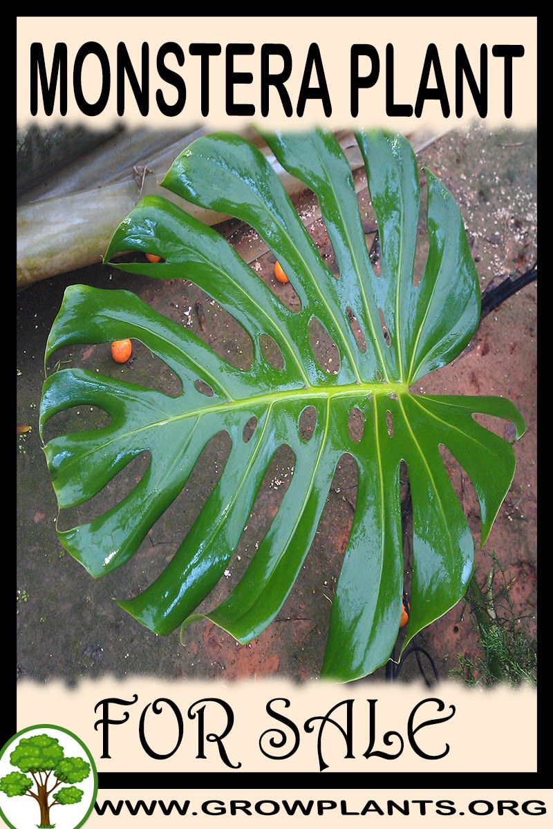 Monstera