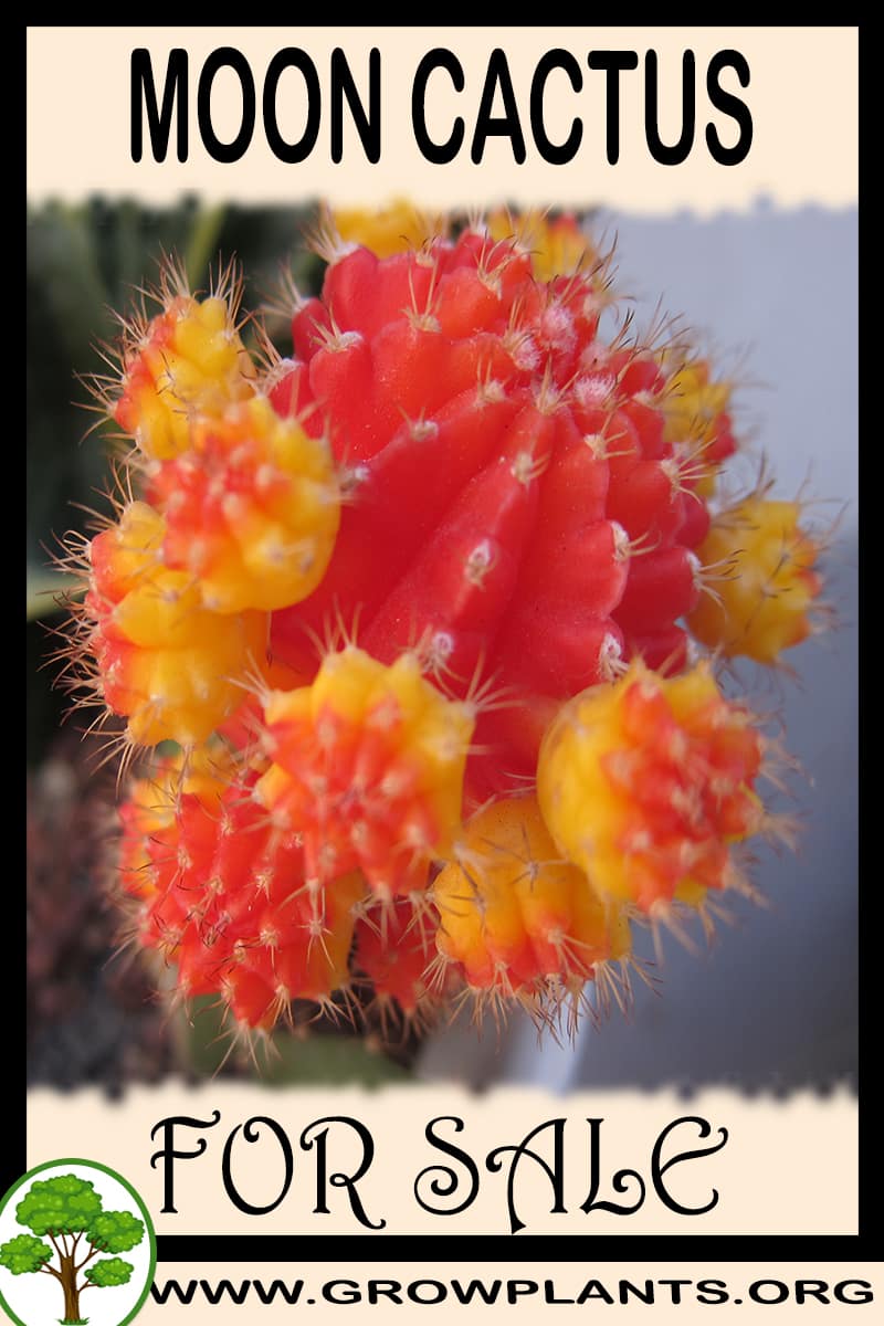 Moon cactus