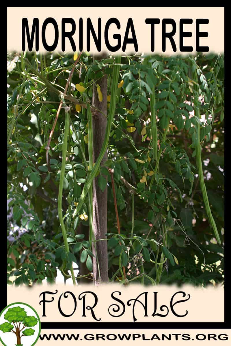 Moringa tree