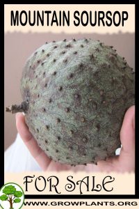 Mountain soursop for sale