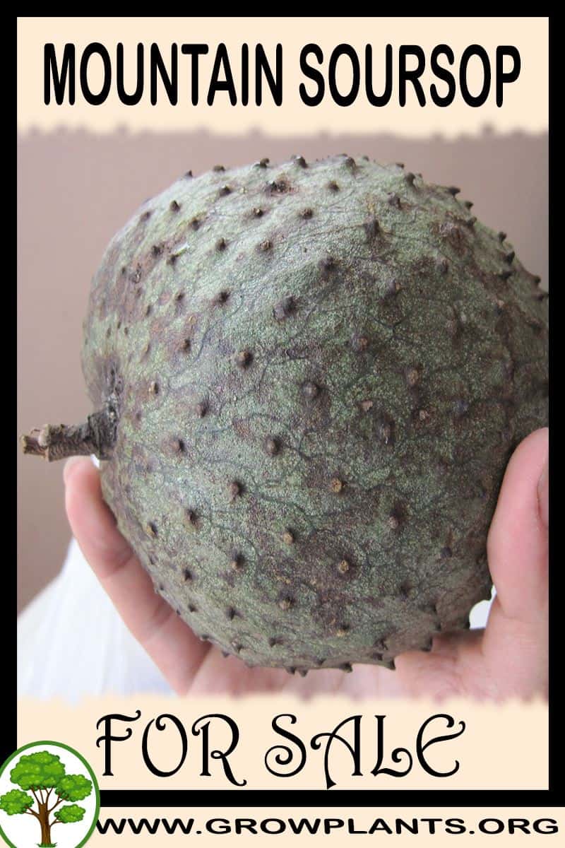 Mountain soursop