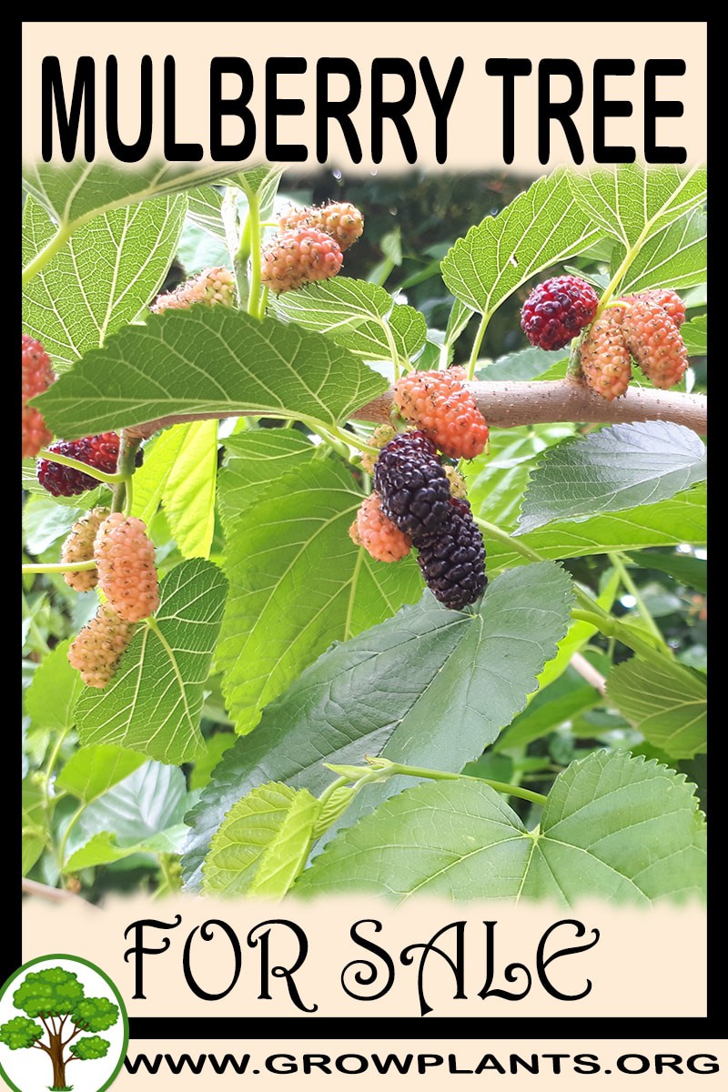 Mulberry tree