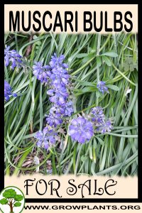 Muscari bulbs for sale