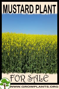 Mustard plant for sale