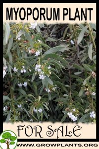Myoporum for sale