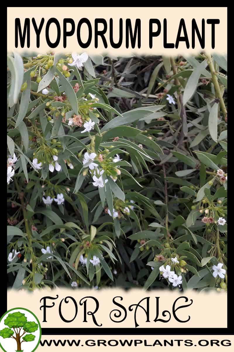 Myoporum