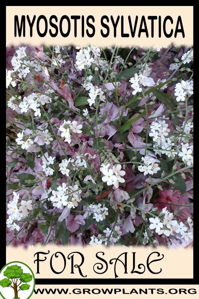 Myosotis sylvatica