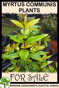 Myrtus communis plants for sale