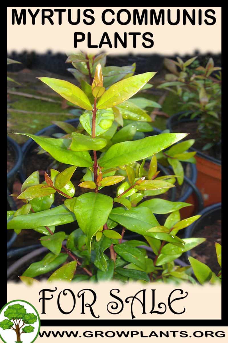 Myrtus communis plants