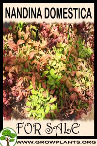 Nandina domestica for sale