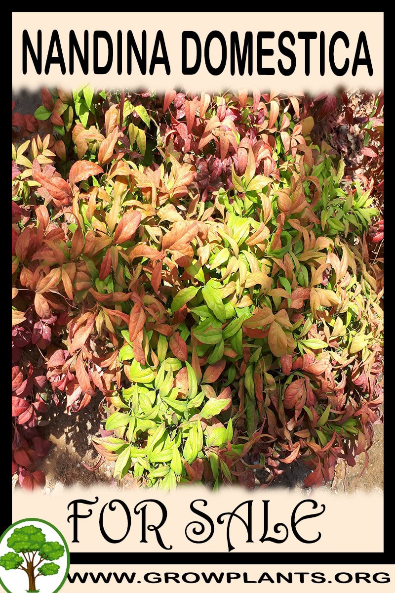 Nandina domestica