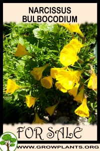 Narcissus bulbocodium for sale