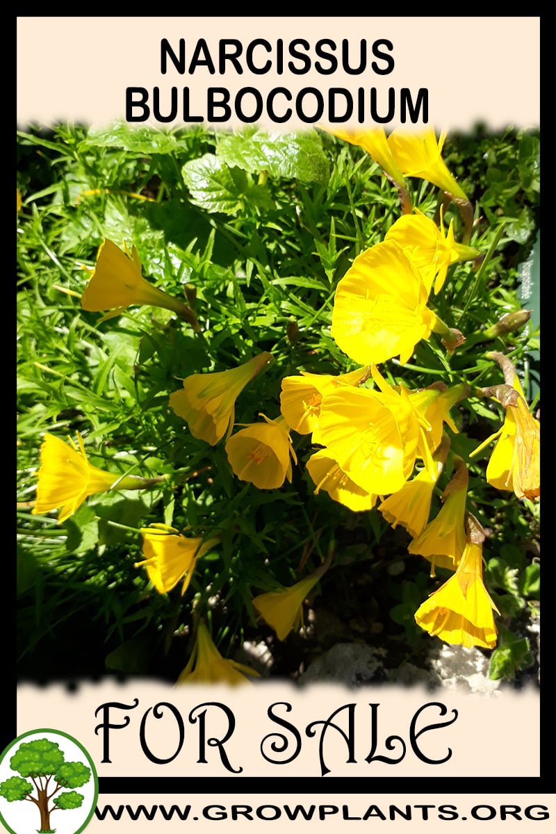 Narcissus bulbocodium