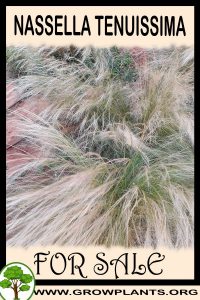 Nassella tenuissima for sale